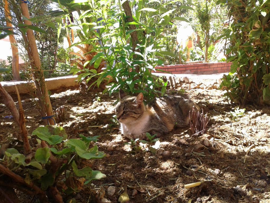 Auberge Le Jardin De La Source Aït Ben Ali 外观 照片